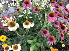 A red coneflower turns white and purple in the Grabell garden.