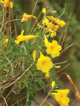 Tecoma Stans yellow flower found on the Picnic Rock hike (Photo courtesy of Kaori Hashimoto)