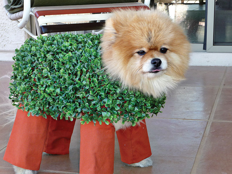 The Chia pet