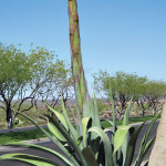 Agave werberi commonly known as century plant