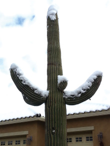 Snow in SaddleBrooke Ranch