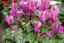 Cyclamen with variegated leaves