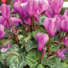Cyclamen with variegated leaves