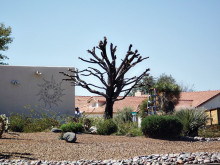 Tree topping is a pruning no-no and leads to more pruning!