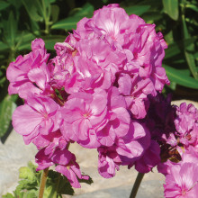 Geraniums love cooler spring weather and do well in containers.