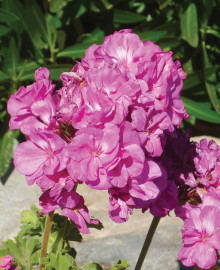 Geraniums love cooler spring weather and do well in containers.