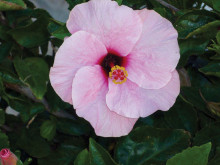 Hibiscus blooms are very showy and come in almost every imaginable color.