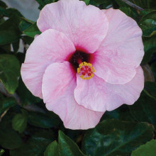 Hibiscus blooms are very showy and come in almost every imaginable color.