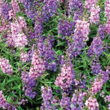 Angelonia comes in white, pink, blue and multicolor.