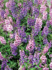 Angelonia comes in white, pink, blue and multicolor.