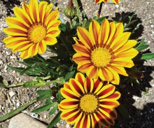 Gazania