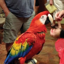 Sedona is a five year old Scarlet Macaw.