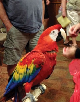 Sedona is a five year old Scarlet Macaw.