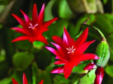 True Christmas Cactus: Schlumbergera buckeyi