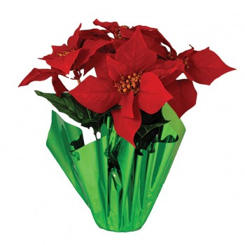 Don’t be foiled by Poinsettia wrap!