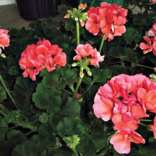 SaddleBrooke DGs are selling gorgeous geraniums in a variety of colors in pots and hanging baskets.