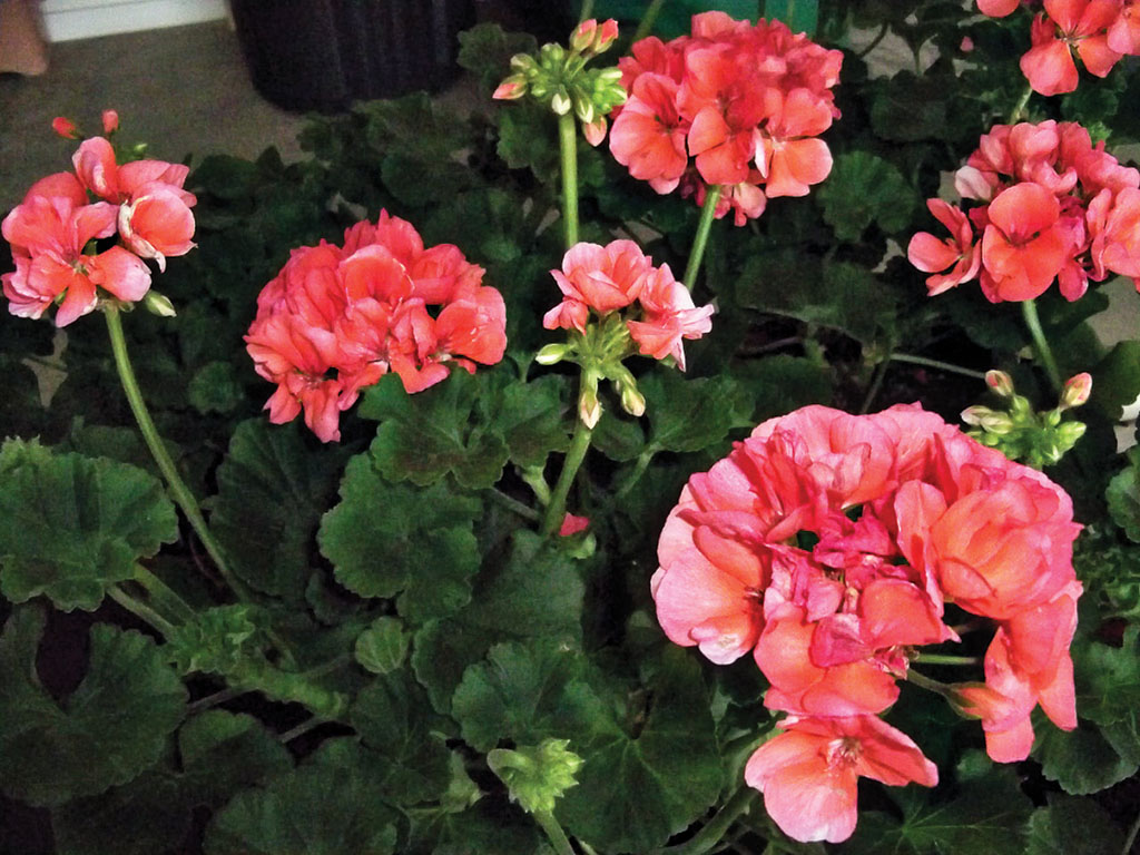 SaddleBrooke DGs are selling gorgeous geraniums in a variety of colors in pots and hanging baskets.