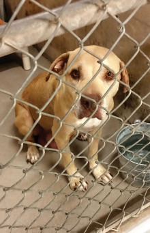 Sweet Hazel from Pima Shelter waits for a second chance.