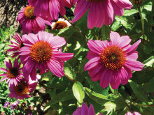 Purple coneflowers (Echinacea purpurea) in the Grabell garden