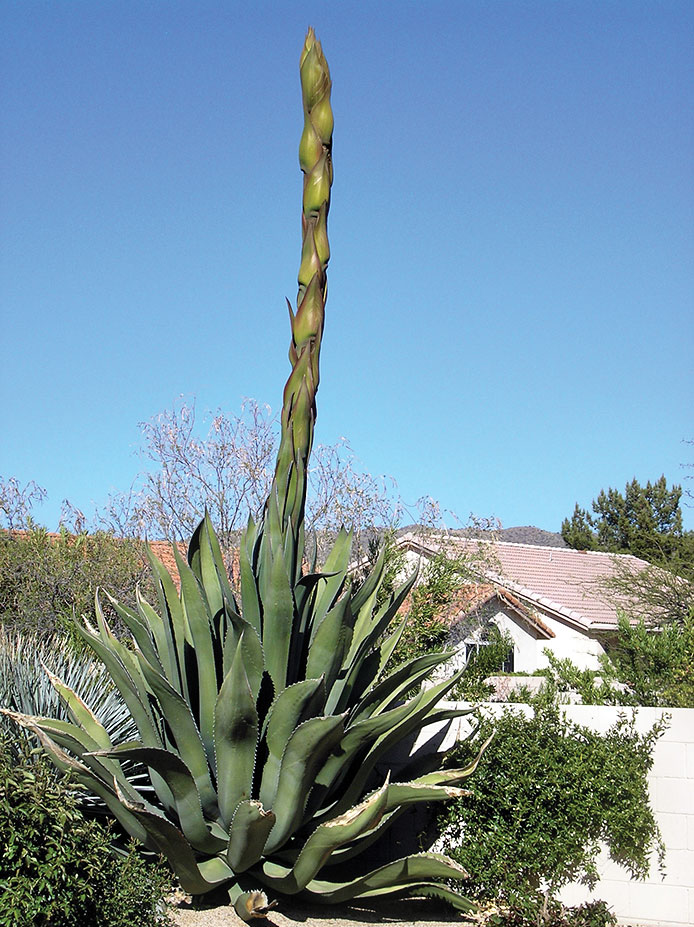 This agave is 17 feet, 10 inches in height; photo taken by L. Arnold
