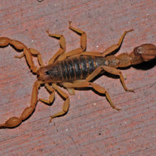 The scorpion; photo by Jerry Schudda