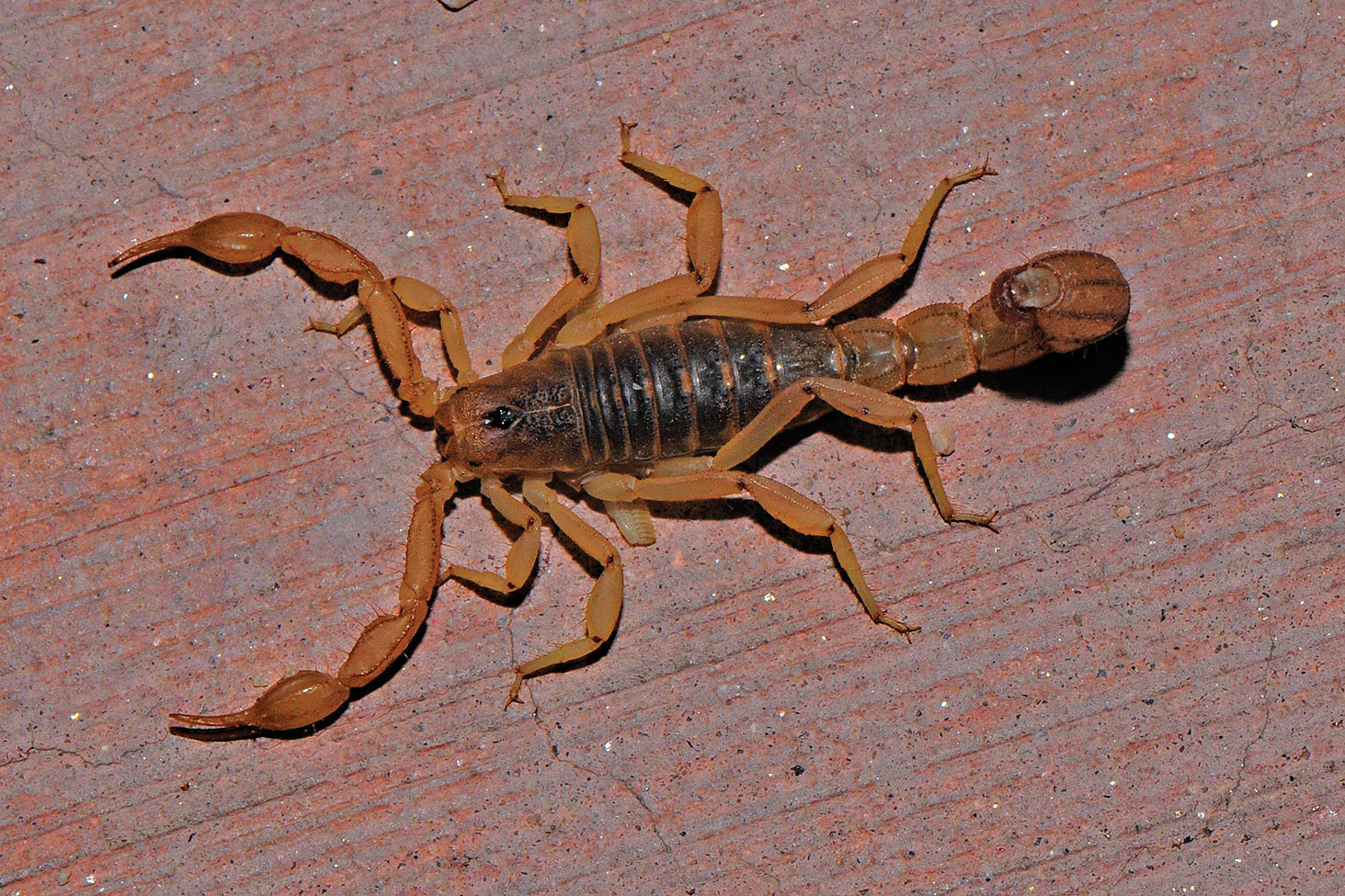 The scorpion; photo by Jerry Schudda