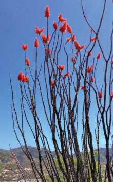 Ocotillo in full bloom