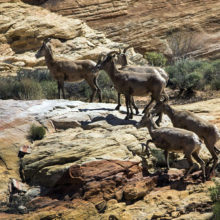 Bighorn Sheep in Valley of Fire State Park