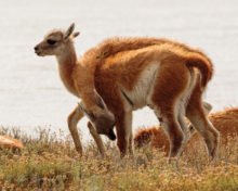 Chulengos (young Guanacos) at play