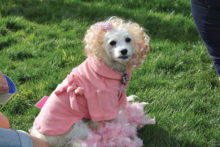 Top Dogs: Molly the Housewife and Nicky the Clown shared first prize for best costume at the SaddleBrooke Dog Park Association Halloween costume contest; photos by Al Majer