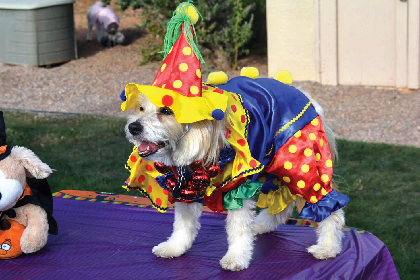 Top Dogs: Molly the Housewife and Nicky the Clown shared first prize for best costume at the SaddleBrooke Dog Park Association Halloween costume contest; photos by Al Majer