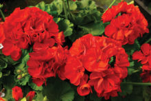 SaddleBrooke DGs are selling gorgeous geraniums in a variety of colors in pots and hanging baskets.