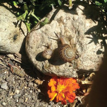 Cornu asperum: California brown garden snail
