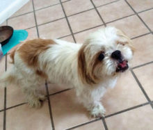 Help pets like Dexter, a five-year-old Shih Tzu waiting for his forever family. Call Leslie at 724-689-9843.