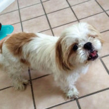 Help pets like Dexter, a five-year-old Shih Tzu waiting for his forever family. Call Leslie at 724-689-9843.