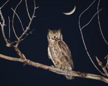 Owl under moonlight