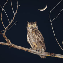 Owl under moonlight