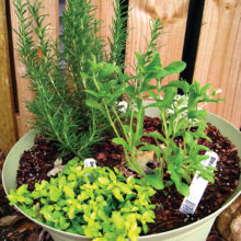 Herbs grown in a container
