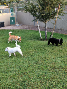 Three SaddleBrooke Dog Park buddies, left to right, Dusty, Kinzie and Dexter, enjoy the newly renovated grass. Spuds for Our Buds, a special fundraiser, will help with costs of the park; photo by Terry Johnson.