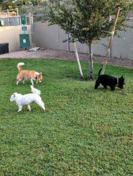 Three SaddleBrooke Dog Park buddies, left to right, Dusty, Kinzie and Dexter, enjoy the newly renovated grass. Spuds for Our Buds, a special fundraiser, will help with costs of the park; photo by Terry Johnson.