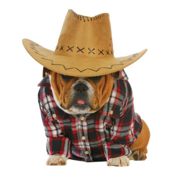 country dog - english bulldog puppy dressed up in western clothes and hat on white background