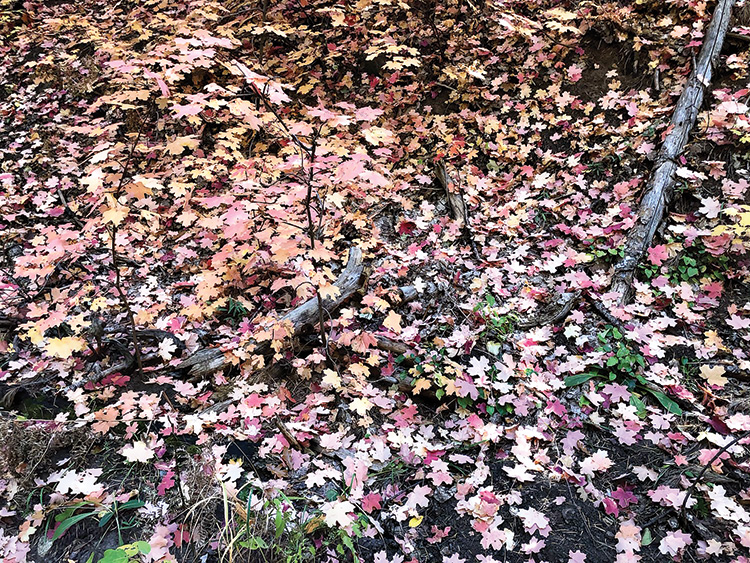 Fall leaves on Mt. Lemmon; Photo by Carol Burke.