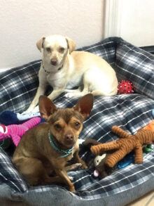 Bambi and Binkie in their SB foster home.