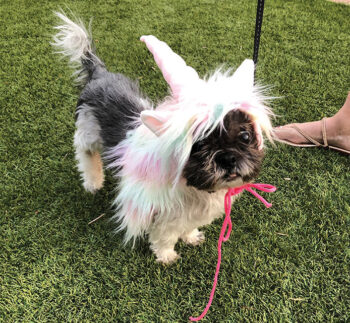 Chewy as a unicorn