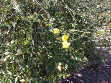 Jasmine in bloom, an entry to spring